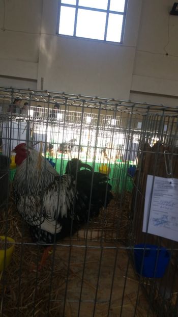  - EXPOZITIA JUDETEANA --EDITIA-III-2017