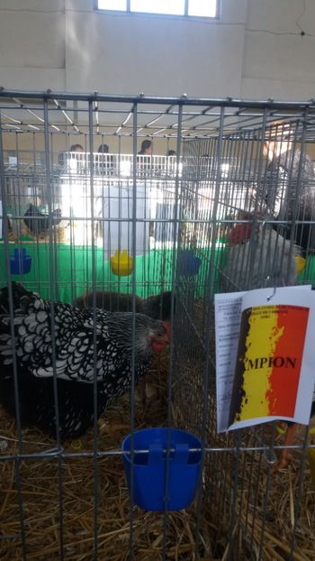  - EXPOZITIA JUDETEANA --EDITIA-III-2017