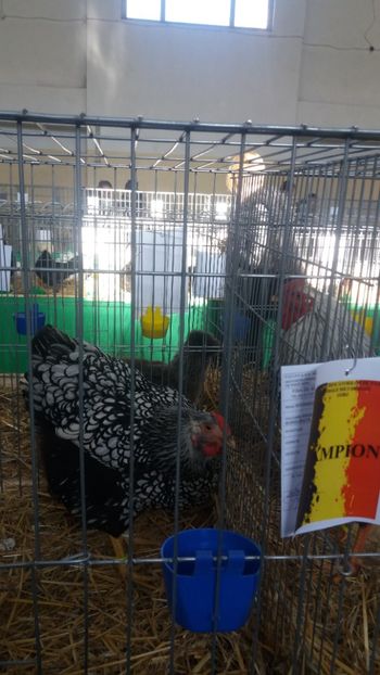  - EXPOZITIA JUDETEANA --EDITIA-III-2017