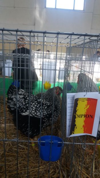  - EXPOZITIA JUDETEANA --EDITIA-III-2017