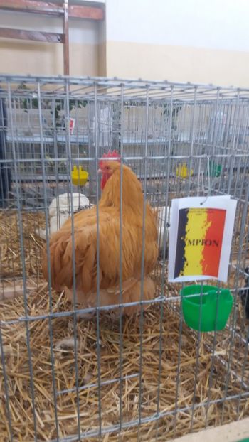 20180106_120438(0) - EXPOZITIA JUDETEANA --EDITIA-III-2017