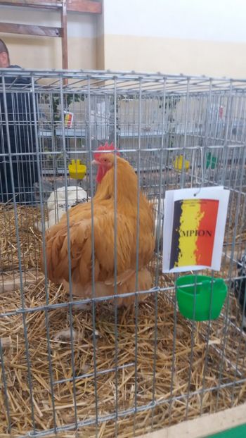  - EXPOZITIA JUDETEANA --EDITIA-III-2017