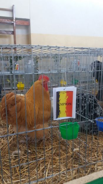  - EXPOZITIA JUDETEANA --EDITIA-III-2017