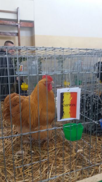  - EXPOZITIA JUDETEANA --EDITIA-III-2017