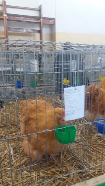  - EXPOZITIA JUDETEANA --EDITIA-III-2017