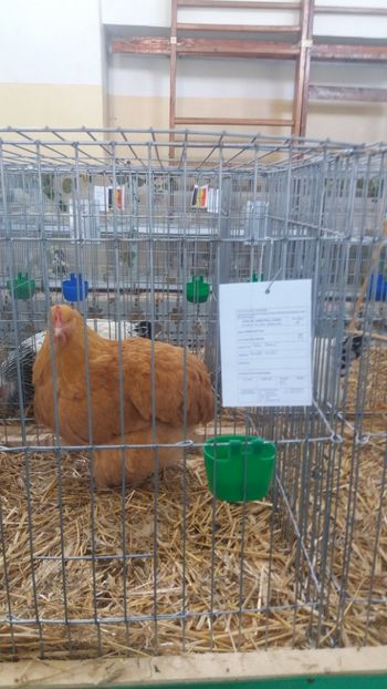  - EXPOZITIA JUDETEANA --EDITIA-III-2017