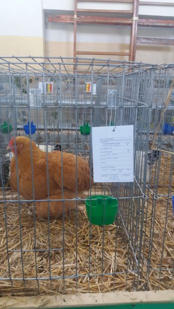  - EXPOZITIA JUDETEANA --EDITIA-III-2017