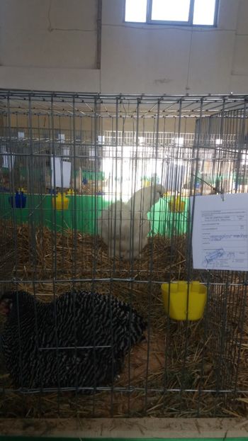  - EXPOZITIA JUDETEANA --EDITIA-III-2017