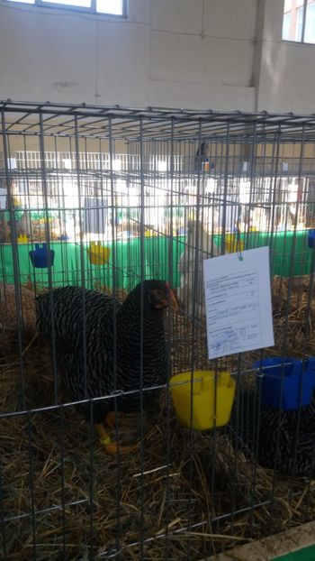  - EXPOZITIA JUDETEANA --EDITIA-III-2017