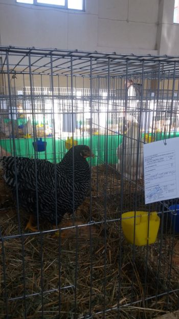  - EXPOZITIA JUDETEANA --EDITIA-III-2017