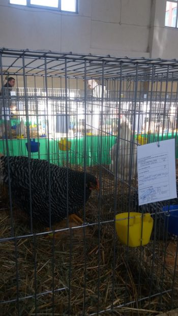  - EXPOZITIA JUDETEANA --EDITIA-III-2017