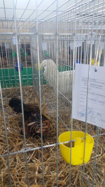  - EXPOZITIA JUDETEANA --EDITIA-III-2017