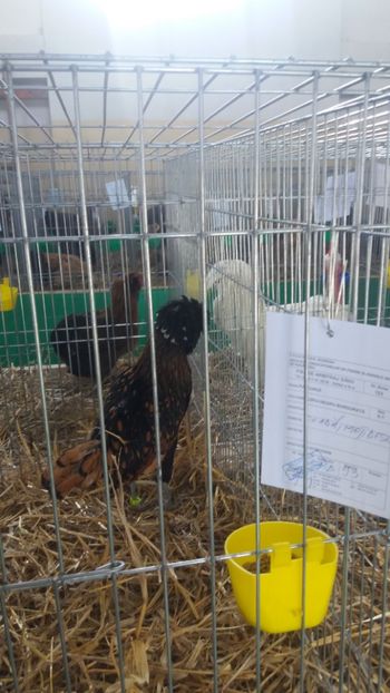  - EXPOZITIA JUDETEANA --EDITIA-III-2017