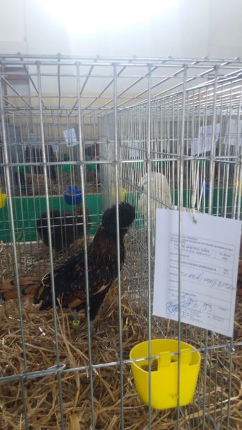  - EXPOZITIA JUDETEANA --EDITIA-III-2017