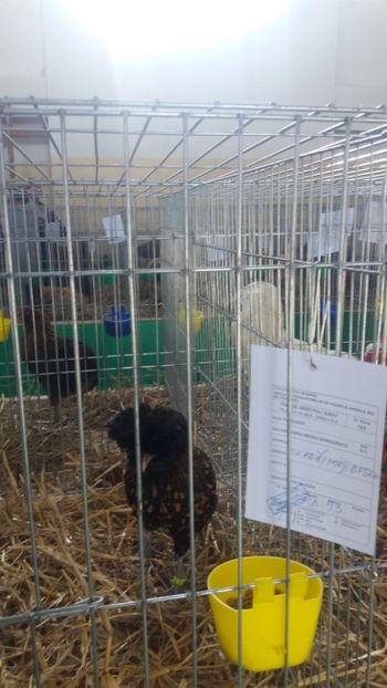  - EXPOZITIA JUDETEANA --EDITIA-III-2017