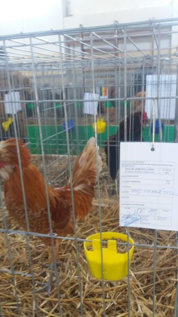  - EXPOZITIA JUDETEANA --EDITIA-III-2017