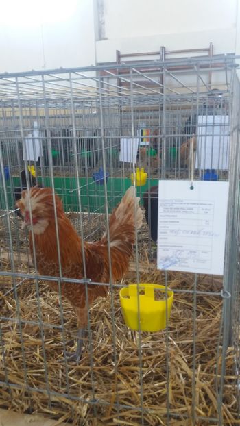  - EXPOZITIA JUDETEANA --EDITIA-III-2017