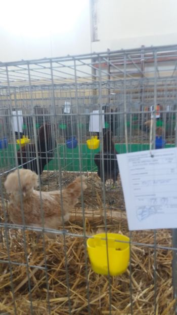  - EXPOZITIA JUDETEANA --EDITIA-III-2017