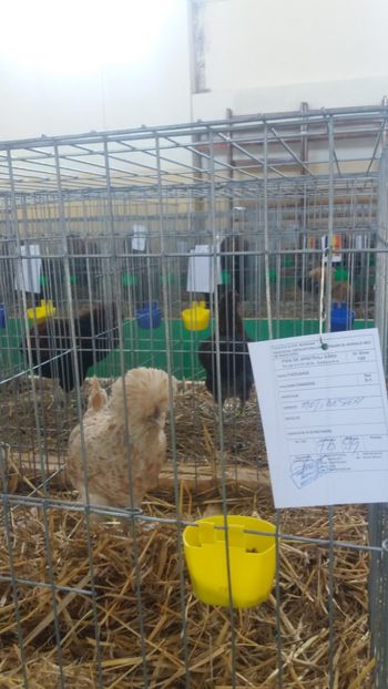  - EXPOZITIA JUDETEANA --EDITIA-III-2017