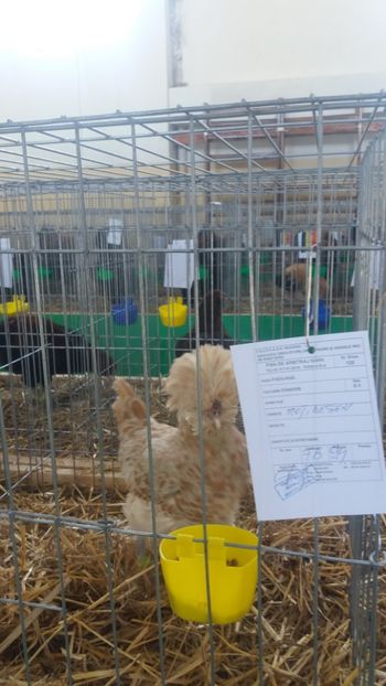 20180106_120836(0) - EXPOZITIA JUDETEANA --EDITIA-III-2017