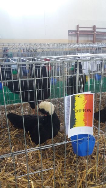  - EXPOZITIA JUDETEANA --EDITIA-III-2017