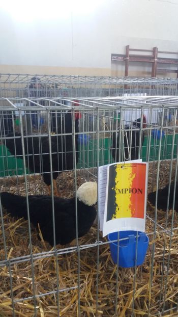  - EXPOZITIA JUDETEANA --EDITIA-III-2017