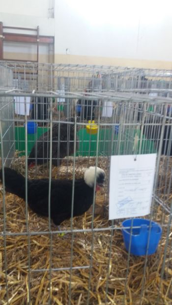  - EXPOZITIA JUDETEANA --EDITIA-III-2017