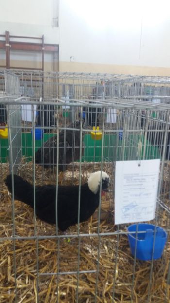  - EXPOZITIA JUDETEANA --EDITIA-III-2017