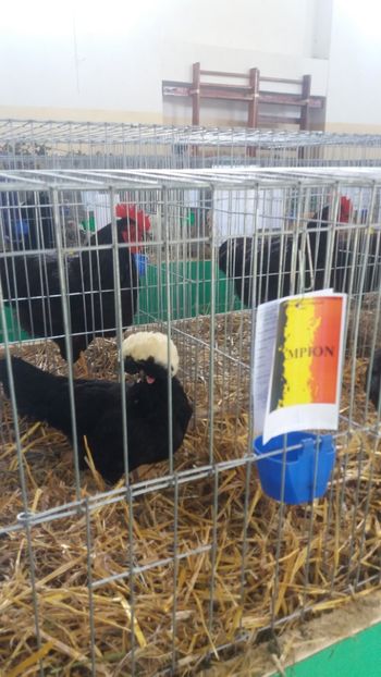  - EXPOZITIA JUDETEANA --EDITIA-III-2017