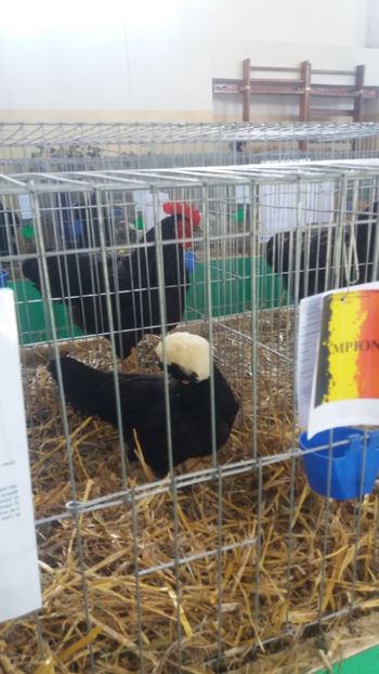  - EXPOZITIA JUDETEANA --EDITIA-III-2017