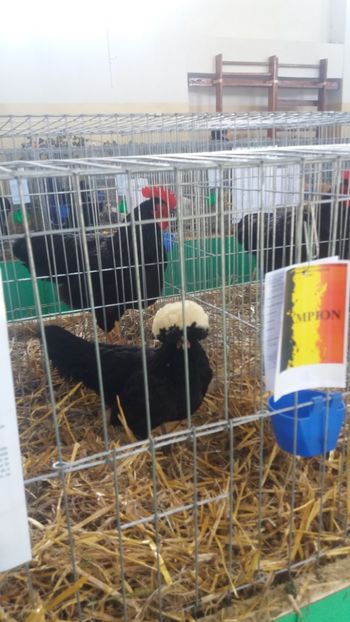  - EXPOZITIA JUDETEANA --EDITIA-III-2017