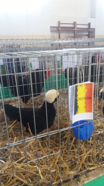  - EXPOZITIA JUDETEANA --EDITIA-III-2017