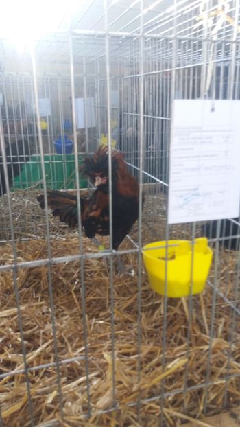  - EXPOZITIA JUDETEANA --EDITIA-III-2017