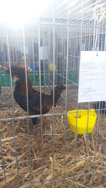  - EXPOZITIA JUDETEANA --EDITIA-III-2017