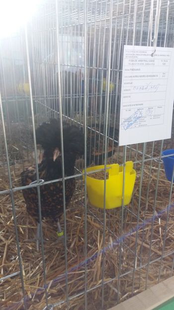  - EXPOZITIA JUDETEANA --EDITIA-III-2017