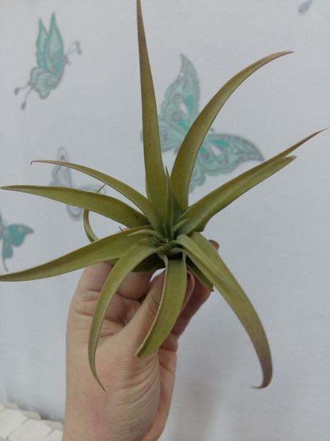  - 1Tillandsia