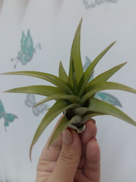  - 1Tillandsia