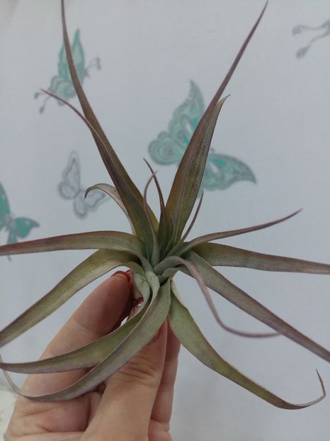 T. Capitata Peach - 1Tillandsia