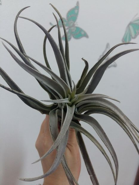  - 1Tillandsia