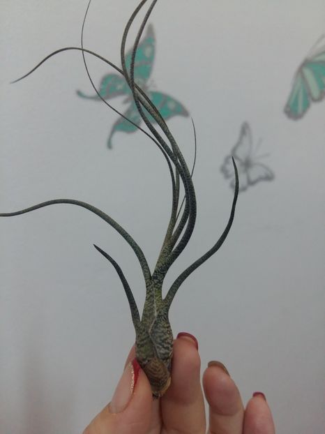 T. Butzii - 1Tillandsia