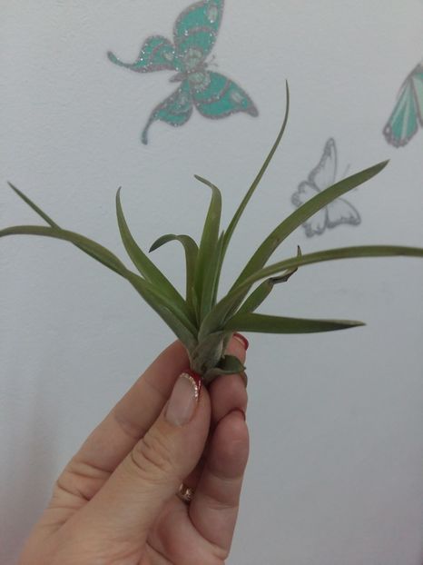  - 1Tillandsia