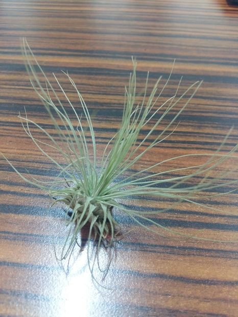 T. Argentea Thin Leaf - 1Tillandsia