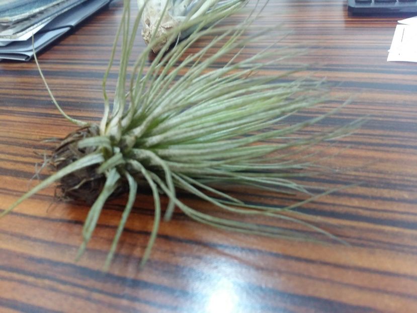  - 1Tillandsia