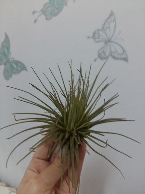  - 1Tillandsia