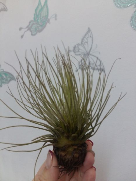  - 1Tillandsia