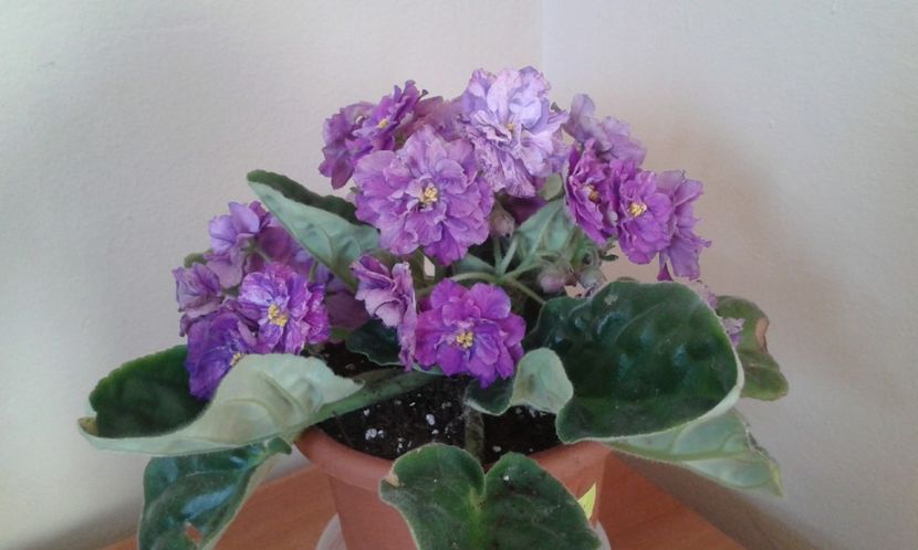 RS Poppuri - 1violete inflorite 2018 2019