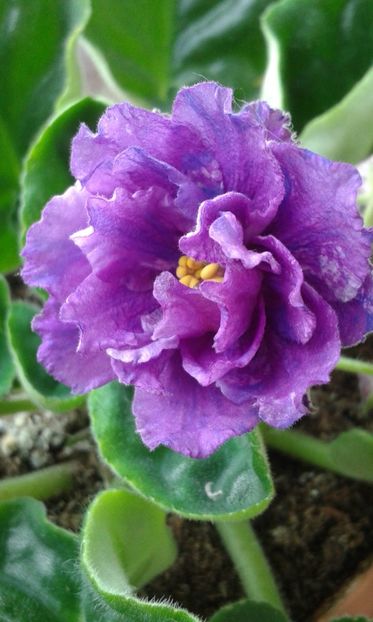 RS Poppuri - 1violete inflorite 2018 2019