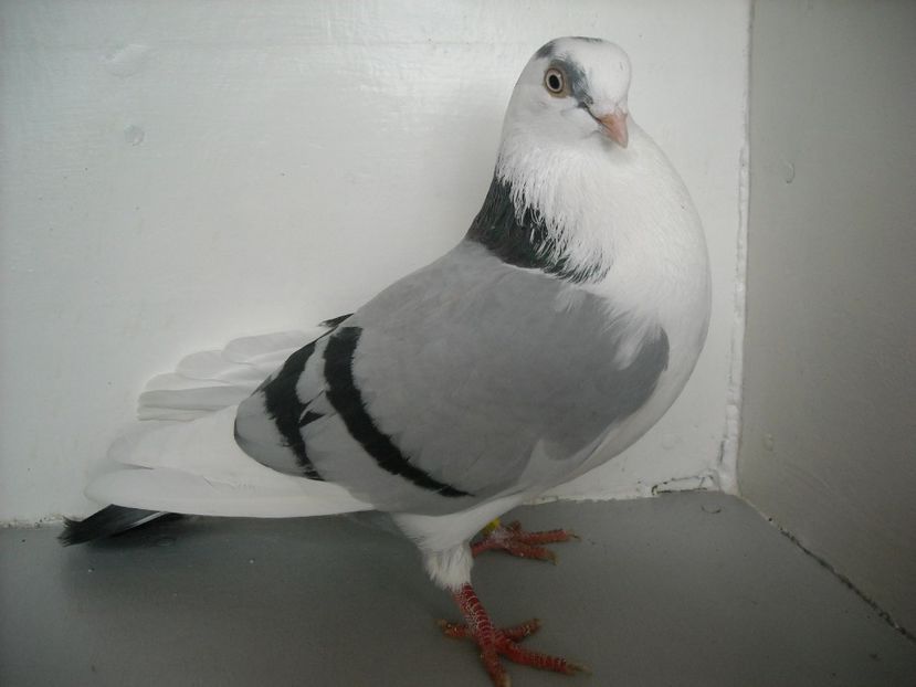  - jucatori de galati pe albastru