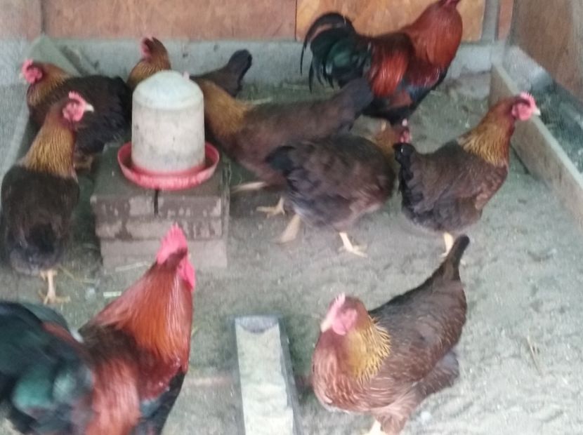  - 5 Welsummer familia matca 2018