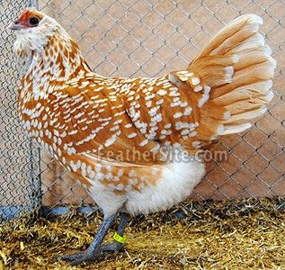 OwlbeardYelWhSpangF - Cumpar